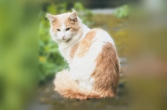 Найдена кошка, Великие Луки, фото: Найдена кошка, улица Щорса, Великие Луки — бело-рыжая, возраст около года, с застарелым переломом правой передней лапы