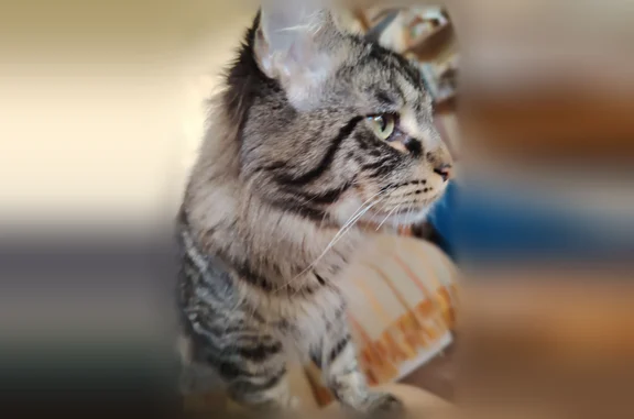 Найдена кошка, Нижний Новгород, фото: Найдена кошка, улица Героя Советского Союза Усилова, 8А, Нижний Новгород — мейн-кун, не кастрирован