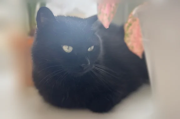 Пропала кошка, улица 10 Пятилетки, 2, Краснокамск — полностью чёрная, 7 лет - photo
