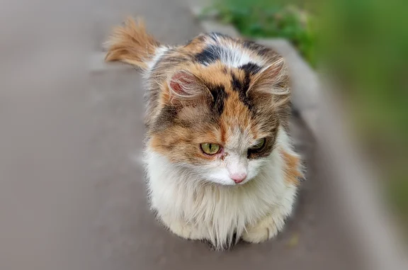 Найдена кошка, Самара, фото: Найдена кошка, проспект Карла Маркса, 280, Самара — белая кошка с рыжими, коричневыми и чёрными точками и полосками