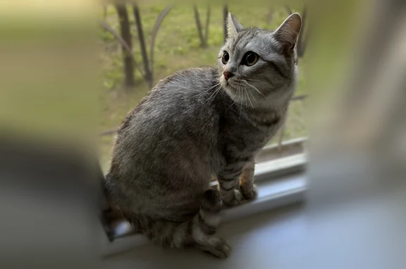 Найдена кошка, Волгоград, фото: Найдена кошка, улица Гули Королёвой, Волгоград — молодая, ухоженная, сняли с дерева