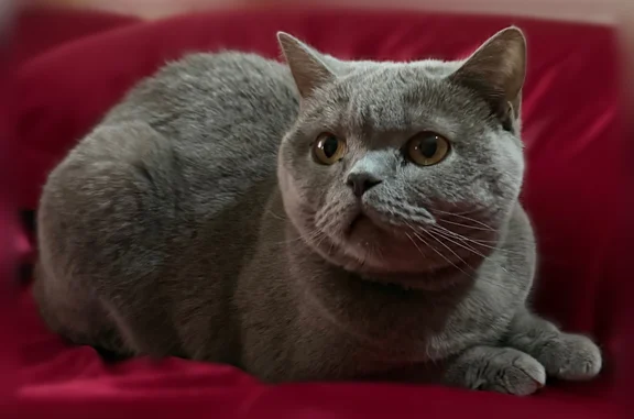 Пропала кошка, улица Суворова, 16, Черняховск — очень спокойная, ласковая - photo