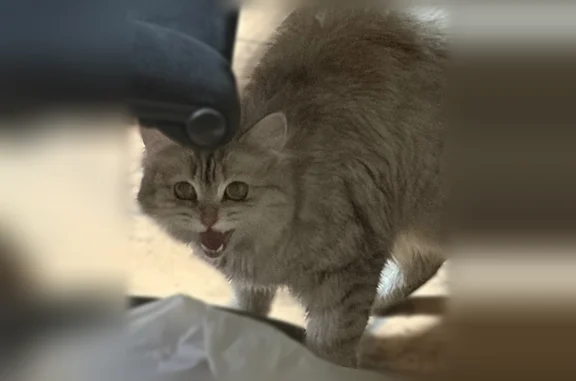 Найдена кошка, Зональненское, фото: Найдена кошка, Трубачево, Зональненское — светлая, бежевый окрас, молоденькая