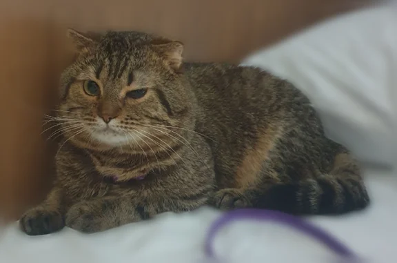 Пропала кошка, 9 (прежняя улица Зеленая), Ухта — пугливая, полосатая, с буквой М на лбу - photo