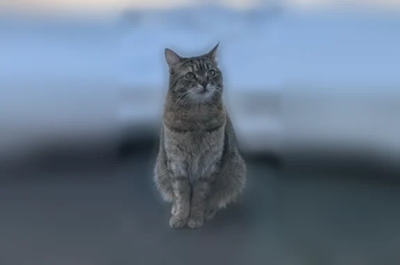 Пропала кошка, Жуковское шоссе, Быково — домашняя кошка Рина - photo