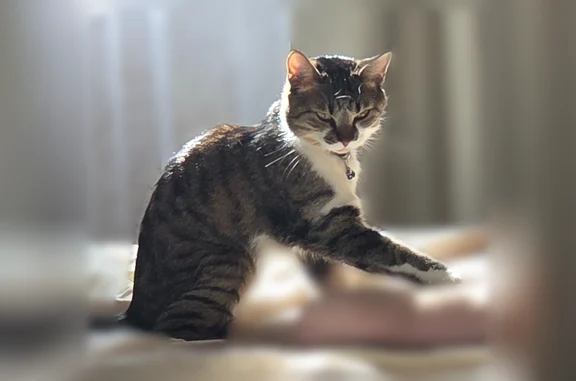 Пропала кошка, Вологодская улица, 10, Хабаровск — молодой кот, кастрирован, откликается на кличку Малой - photo