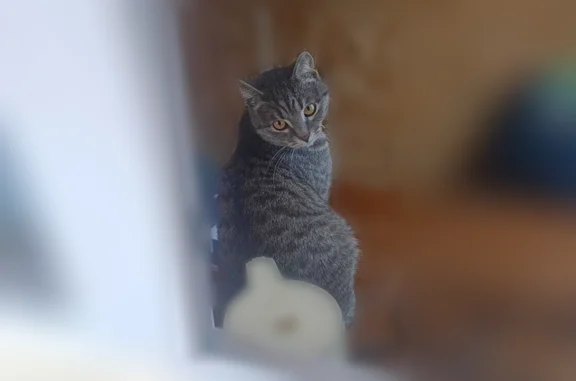 Пропала кошка, Медынская улица, 5 к3, Москва — серый молодой котик, кастрирован - photo