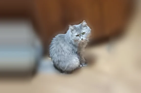 Кошки потеряшки, Печоры, фото: Потеряшка кошка, Заводская улица, 9, Печоры — пушистая, с кисточками на ушах