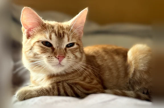 Кошки потеряшки, Светлые Горы, фото: Потеряшка кошка, Светлые Горы, Московская область — на шее сиреневый ошейник