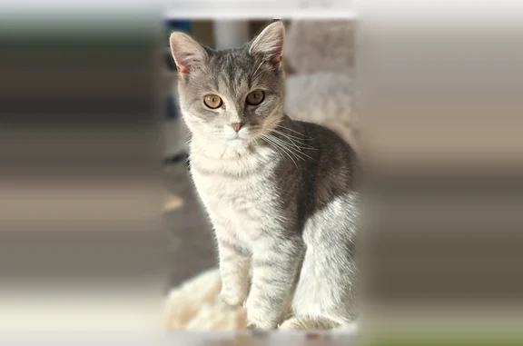 Кошки потеряшки, Соколово, фото: Потеряшка кошка, Соколово, Московская область — серая, 11 месяцев