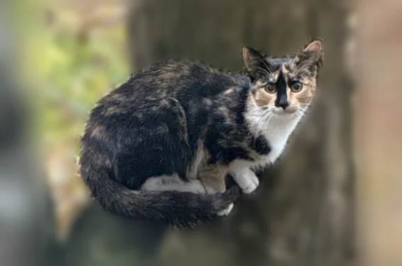Пропала кошка, улица Исаковского, 14 к1, Москва — не особо ручная, пропала 3,5 недели назад - photo