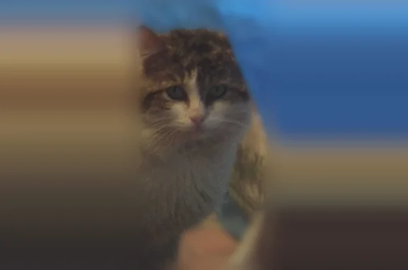 Найдена кошка, Москва, фото: Найдена кошка, 9-я Чоботовская аллея, Москва — молодой крупный разговорчивый котик