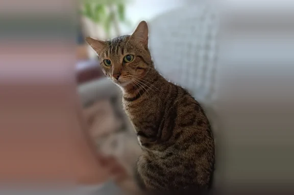 Пропала кошка, Кондопожская улица, 5, Петрозаводск — кастрирован, домашний, очень пугливый кот бенгальской породы - photo