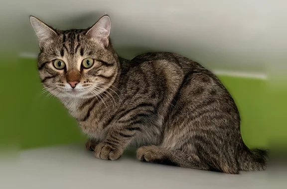 Пропала кошка, улица Строителей, 11, Реж — дворовая, зелёные глаза, 1 год - photo