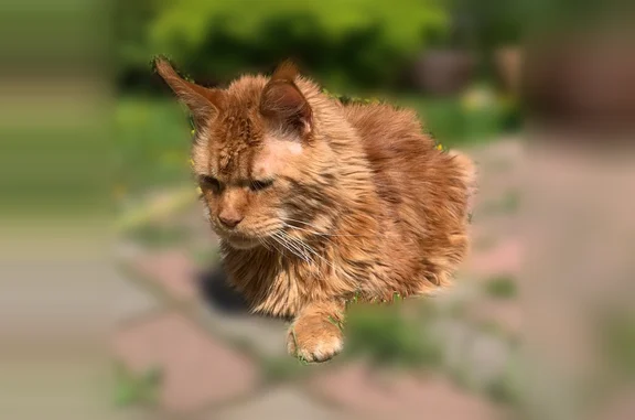 Пропала кошка, Полевая улица, с1, Рыбаки — рыжий кот мейнкун, старенький, хромает - photo