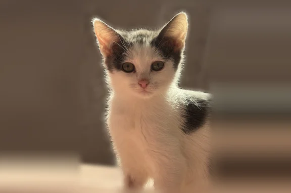 Пропала кошка, 19, Пушкино, Пушкино — белая, очень ласковая - photo