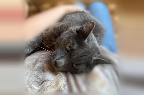 Найдена кошка, Павловская Слобода, фото: Найдена кошка, улица Калинина, 10, Павловская Слобода — очень ласковая, напуганная, около года