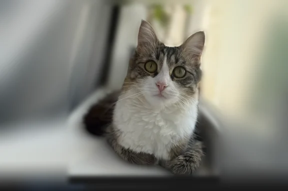 Кошки потеряшки, Калуга, фото: Потеряшка кошка, улица Фридриха Энгельса, 20, Калуга — серо-белая, 1 год, спрыгнула со 2 этажа