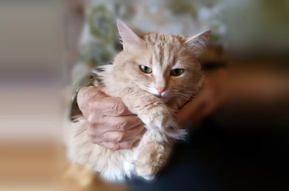 Пропала кошка, улица Каравайковой, Иваново — пушистая, взрослая, домашняя - photo