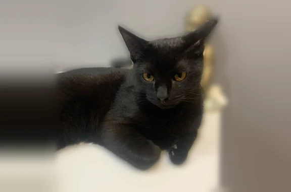 Пропала кошка, Керамическая улица, 5, Ярославль — отзывается на Арс, Арсюша - photo