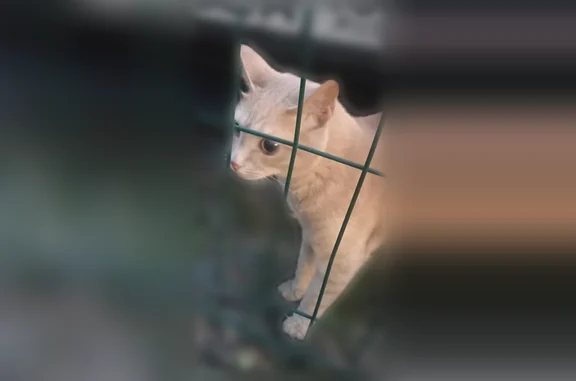 Найдена кошка, Воронеж, фото: Найдена кошка, улица Суворова, 122А, Воронеж — замечали в подъезде и в сторону Маршала Одинцова