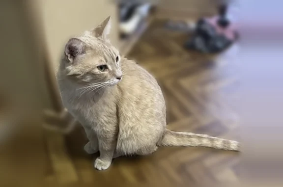 Пропала кошка, 5-я Северная улица, 93, Омск — крупненький, молодой, с дырочкой на левом ушке - photo