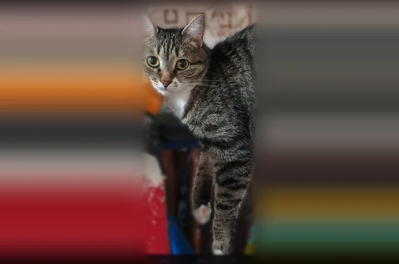 Пропала кошка, улица Симонова, 10, Первомайский, Первомайский — взрослый кот 3–4 года, с белой шеей и «тапочками» на лапках - photo