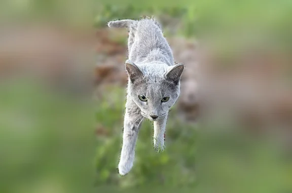 Найдена кошка, Токсовское, фото: Найдена кошка, Лехтуси, Токсовское — мальчик, очень худой, русская голубая