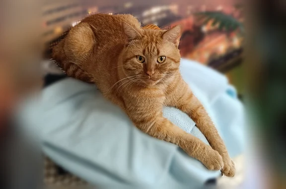 Пропала кошка, Таймырская улица, Краснодар — рыжий кот, 3 года - photo