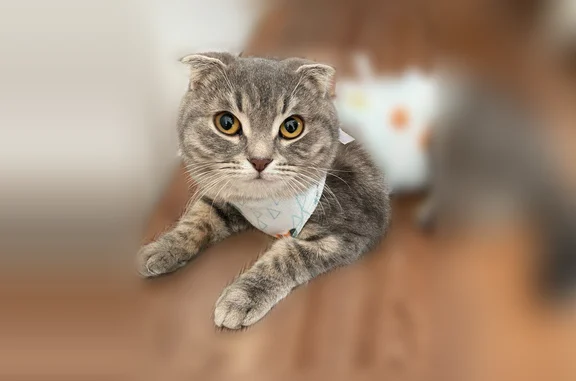 Пропала кошка, улица Борцов Революции, 22А, Минусинск - photo