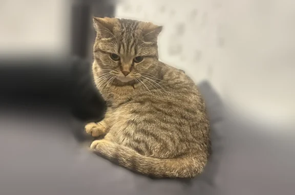 Пропала кошка, проспект Ленина, 2, Нерюнгри — выбежала через чуть приоткрытую дверь - photo