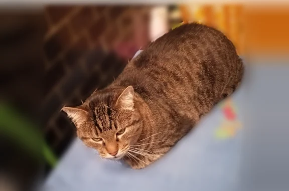 Пропала кошка, 5, Десногорск - photo