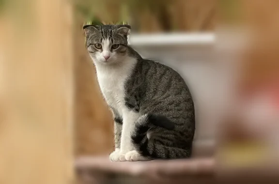 Пропала кошка, Астрахань — серо-белая полосатая - photo