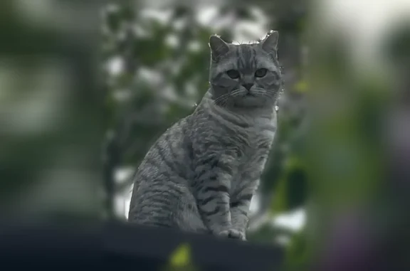 Пропала кошка, Анна, Воронежская область — окрас вискас, отзывается на кличку мяуканьем - photo
