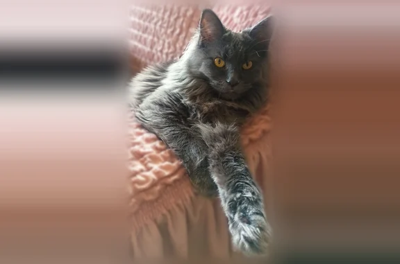 Пропала кошка, Новая улица, Колокша — пушистая, полностью серая - photo