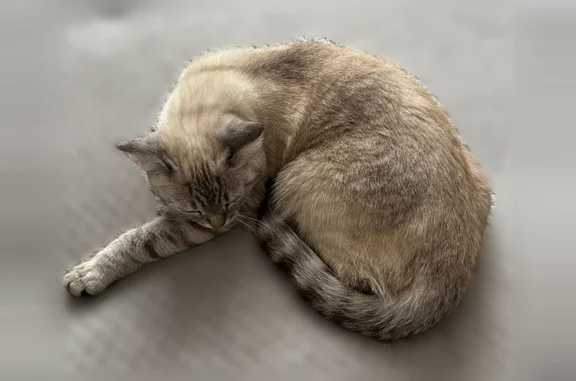 Пропала кошка, переулок Ломоносова, 4, Спасск-Рязанский - photo