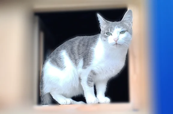 Пропала кошка, Комсомольский бульвар, 8Б, Нижневартовск - photo