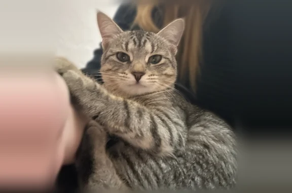 Пропала кошка, проспект А.Ф. Дериглазова, 25, Курск — трёхцветная, щуплого телосложения - photo