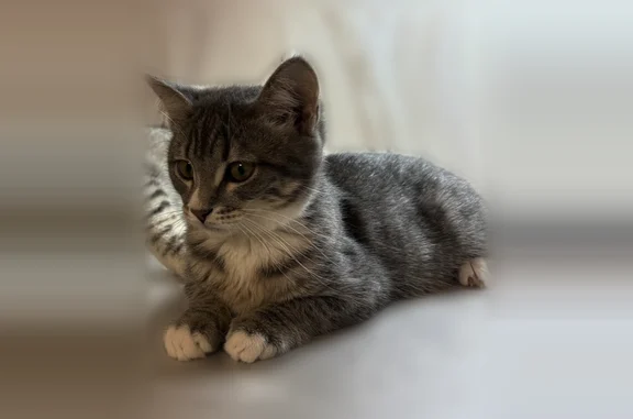Пропала кошка, Деловая улица, 26А, Саратов — тёмно-серая с пятнами - photo