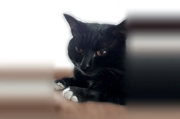 Кошки потеряшки, Вязники, фото: Потеряшка кошка, Депутатская улица, 13, Вязники — полностью чёрная, Тиша