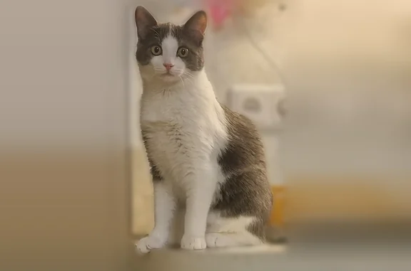 Пропала кошка, Весенняя улица, 3, Сергиев Посад — тёмно-серый с белым котик Лёшка, 9 месяцев - photo