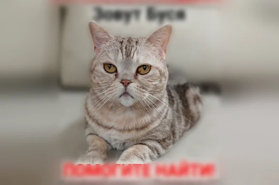 Пропала кошка, улица Пушкина, 33, Нижний Новгород — кличка Буся, выпала из окошка первого этажа - photo