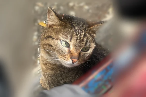 Найдена кошка, Екатеринбург, фото: Найдена кошка, улица Машинистов, 4А, Екатеринбург — зелёные глаза, очень пугливая