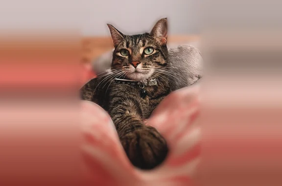 Пропала кошка, Серебряная улица, 13, Приморский — худенькая, с длинными лапками - photo
