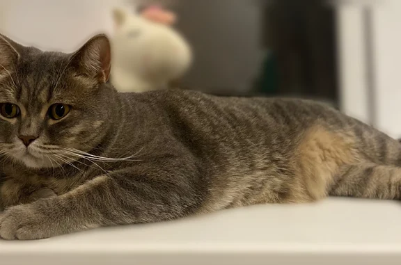 Пропала кошка, проезд 9 Мая, Самара — домашний кот по кличке Жига - photo