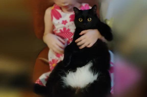 Пропала кошка, улица Черняховского, 12, Курган — чёрная, дружелюбная - photo