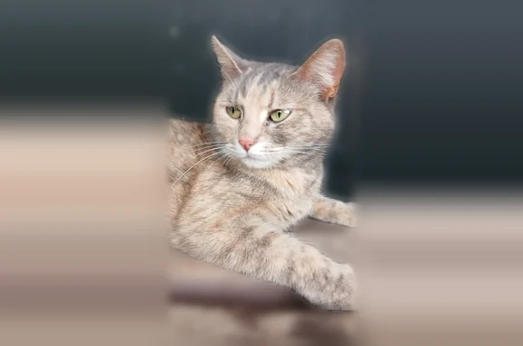 Найдена кошка, Тула, фото: Найдена кошка, улица Маршала Жукова, 14, Тула — очень ласковая, сидит на остановке у почты