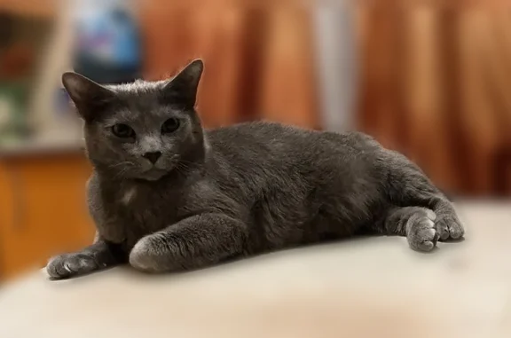 Пропала кошка, Краснодонская улица, 17, Санкт-Петербург — русский голубой, пугливая - photo