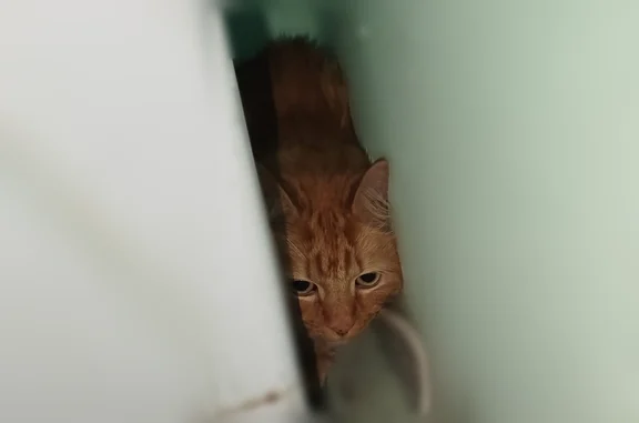 Найдена кошка, Ковдор, фото: Найдена кошка, улица Баштыркова, Ковдор — рыжий окрас, 1–2 года, худенькая
