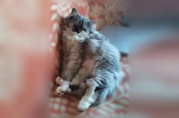 Пропала кошка, улица Кутузова, 108А, Тула — Даша, белое пузико и лапки - photo